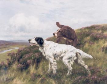An English and Irish Setter on a Moor